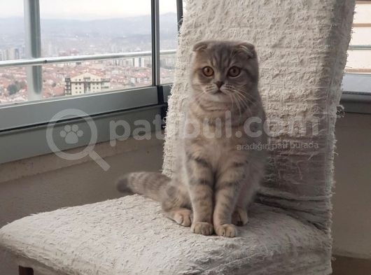 1 Yaşinda Scotti̇sh Fold Sahi̇plendi̇ri̇cekti̇r görsel