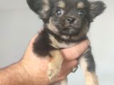 Yavru Orijinal Chihuahua 5000
