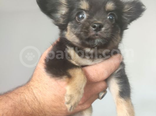 Yavru Orijinal Chihuahua 5000 görsel