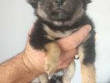 Yavru Orijinal Chihuahua 5000