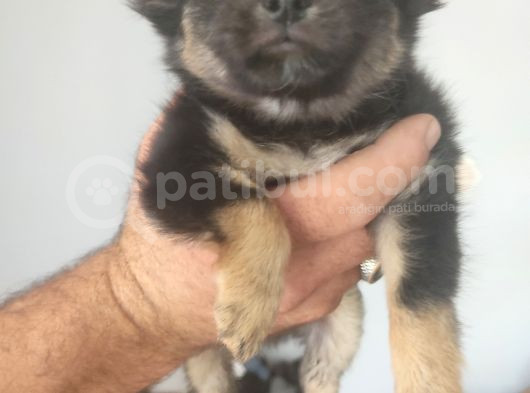 Yavru Orijinal Chihuahua 5000 görsel