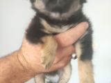 Yavru Orijinal Chihuahua 5000