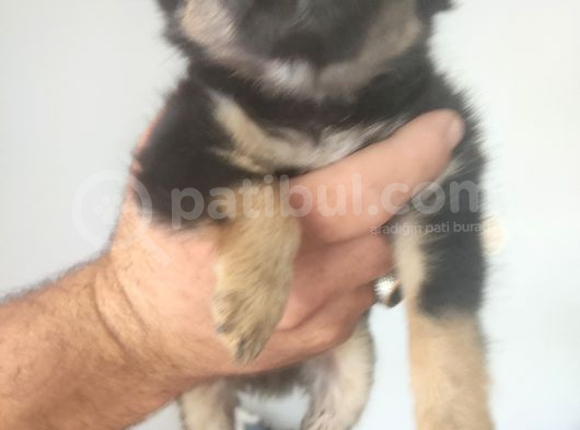 Yavru Orijinal Chihuahua 5000 görsel