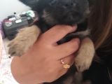 Yavru orijinal chihuahua 5000