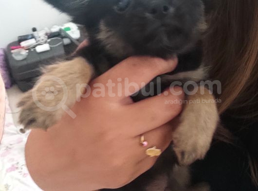 Yavru Orijinal Chihuahua 5000