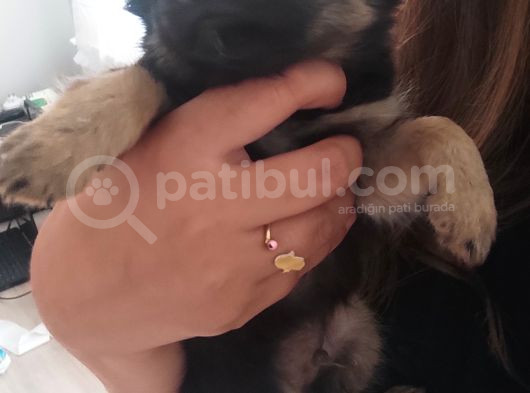 Yavru Orijinal Chihuahua 5000 görsel