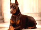 Kızıl Doberman Show Kalite Hasodur Ağalar