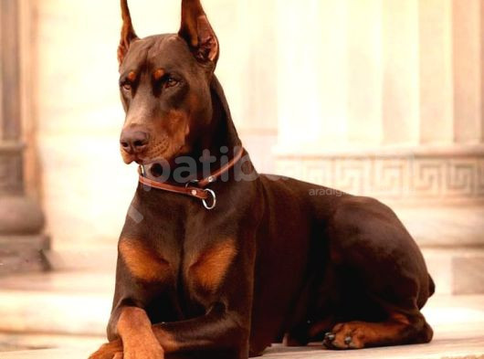 Kızıl Doberman Show Kalite Hasodur Ağalar görsel