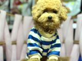 Kıpkırmızı Red Tooy Poodle Sevimli Yavrular 