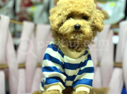 Kıpkırmızı Red Tooy Poodle Sevimli Yavrular  görsel