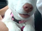Dost Olacağınız Beyaz Husky Sibirya Kurdu Yavrular