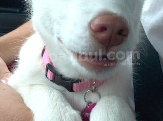 Dost Olacağınız Beyaz Husky Sibirya Kurdu Yavrular görsel