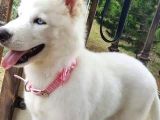 Dost Olacağınız Beyaz Husky Sibirya Kurdu Yavrular