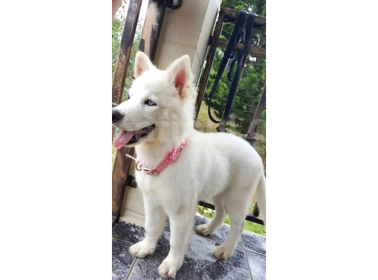 Dost Olacağınız Beyaz Husky Sibirya Kurdu Yavrular görsel