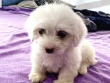 Maltesse terrier cinsi mini Boy Puppy Kar beyaz 