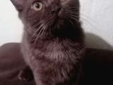Cinnamon Cinsi Erkek Yavru