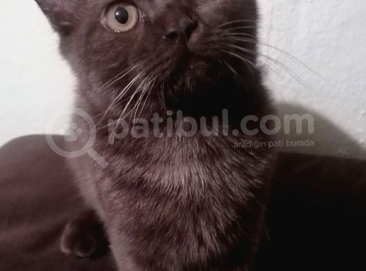 Cinnamon Cinsi Erkek Yavru görsel