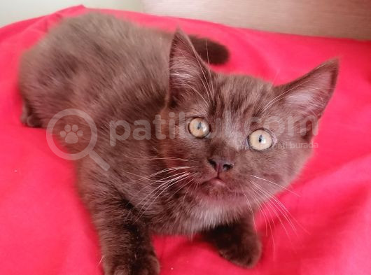 Cinnamon Cinsi Erkek Yavru görsel