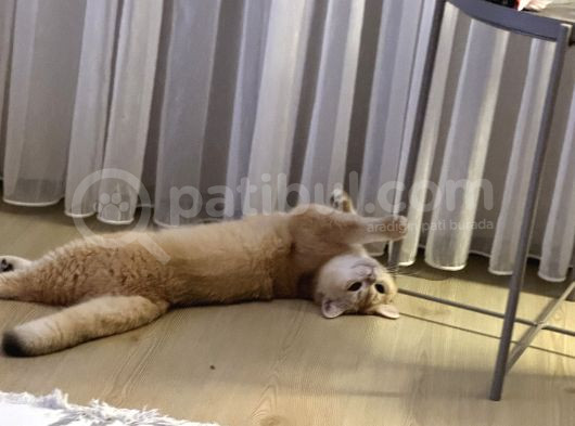Ücretsiz Sahiplendirme 12 Aylık Erkek  görsel