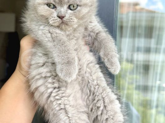 Sağlık Garantili 9 Adet Her Renk görsel