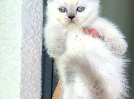 Sağlık Garantili 9 Adet Her Renk görsel