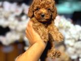 Kıpkırmızı Red tooy poodle sevimli yavrular 
