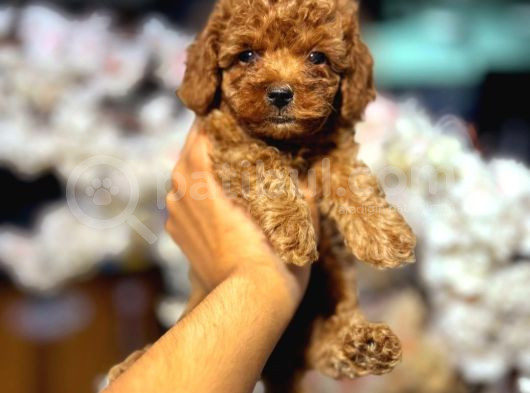 Kıpkırmızı Red Tooy Poodle Sevimli Yavrular 