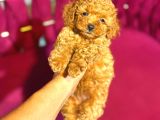 Red braw kıpkırmızı ev üretimi TOOY POODLE 