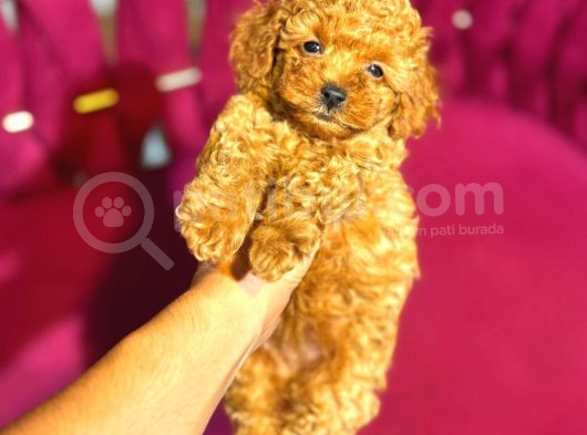 Red Braw Kıpkırmızı Ev Üretimi Tooy Poodle 