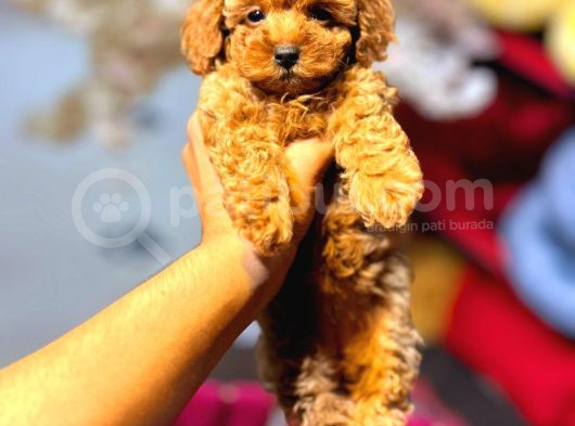 Red Braw Kıpkırmızı Ev Üretimi Tooy Poodle  görsel