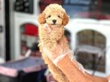 EN MİNİK BOY - TOY POODLE BEBEKLER - SAFKAN IRK GARANTİLİ
