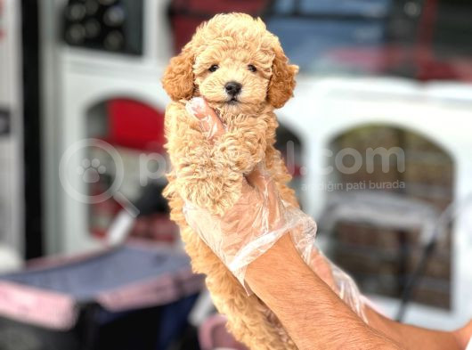 En Mi̇ni̇k Boy - Toy Poodle Bebekler - Safkan Irk Garanti̇li̇