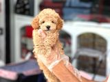 En Mi̇ni̇k Boy - Toy Poodle Bebekler - Safkan Irk Garanti̇li̇