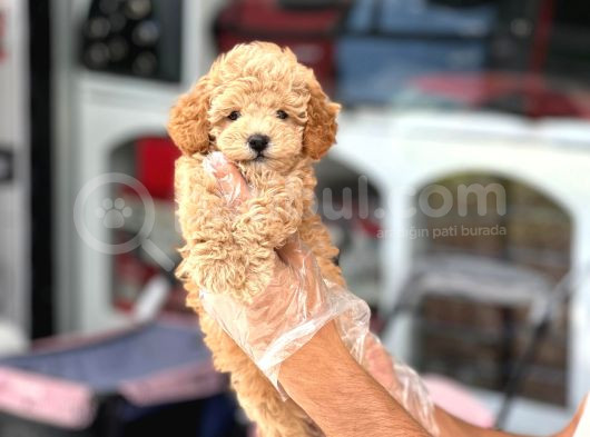 En Mi̇ni̇k Boy - Toy Poodle Bebekler - Safkan Irk Garanti̇li̇ görsel