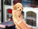En Mi̇ni̇k Boy - Toy Poodle Bebekler - Safkan Irk Garanti̇li̇