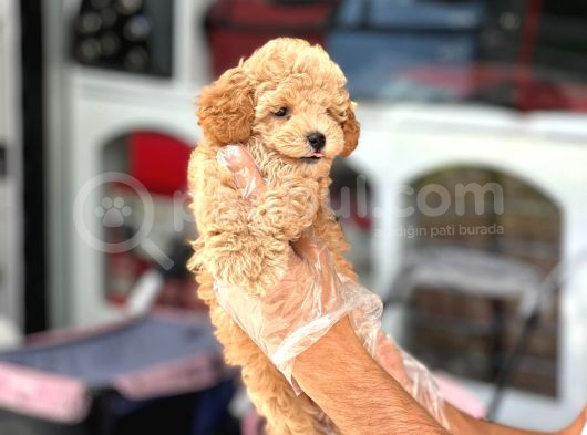 En Mi̇ni̇k Boy - Toy Poodle Bebekler - Safkan Irk Garanti̇li̇ görsel