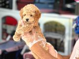 En Mi̇ni̇k Boy - Toy Poodle Bebekler - Safkan Irk Garanti̇li̇
