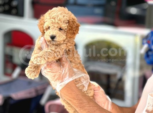 En Mi̇ni̇k Boy - Toy Poodle Bebekler - Safkan Irk Garanti̇li̇ görsel