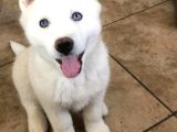 Dost Olacağınız Beyaz Husky Sibirya Kurdu Yavrular