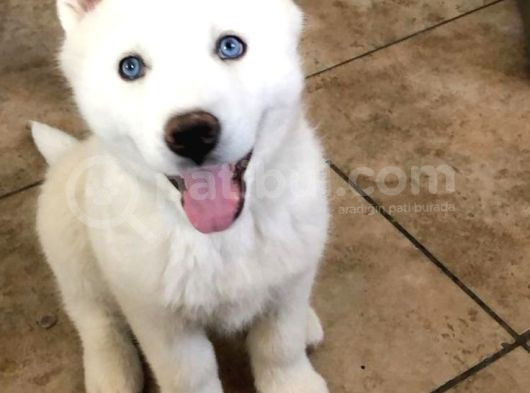 Dost Olacağınız Beyaz Husky Sibirya Kurdu Yavrular görsel