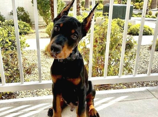 Biblo Gibi Estetikli Dobermanlar  Kizil Ve Siyah görsel