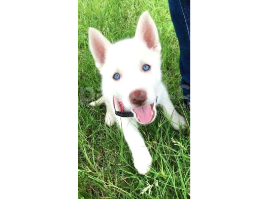 Dost Olacağınız Beyaz Husky Sibirya Kurdu Yavrular
