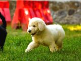 Dev Poodle Yavrularımız Teslime Hazırd