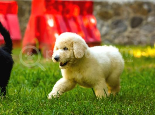 Dev Poodle Yavrularımız Teslime Hazırd görsel