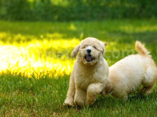 Dev Poodle Yavrularımız Teslime Hazırd görsel