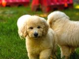 Dev Poodle Yavrularımız Teslime Hazırd