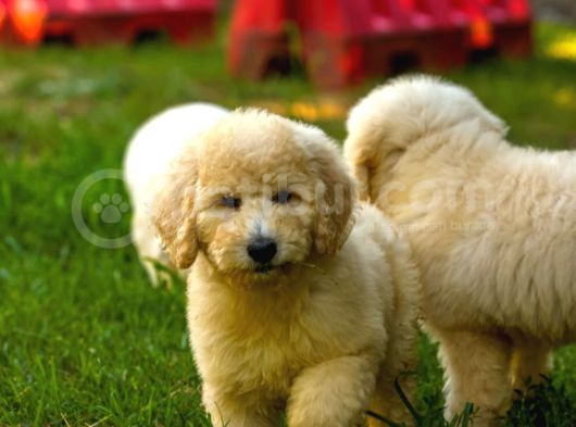 Dev Poodle Yavrularımız Teslime Hazırd görsel