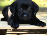 Secereli Labrador Retriever Yavrularımız