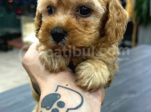 Teacup Maltipo Yavrularım görsel