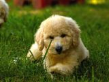 Dev Poodle Yavrularımız Teslime Hazırd